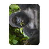 マウンテンゴリラとシルバーバック マグネット (縦)
