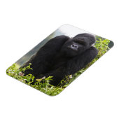 マウンテンゴリラとシルバーバック マグネット (左側)