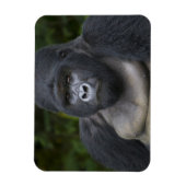 マウンテンゴリラとシルバーバック マグネット (縦)