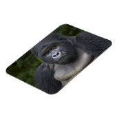 マウンテンゴリラとシルバーバック マグネット (左側)
