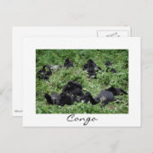 マウンテンゴリラグループコンゴ白縁ど葉書 ポストカード (正面/裏面)