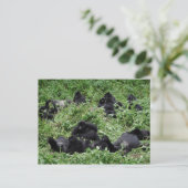 マウンテンゴリラ群はがき ポストカード (スタンド正面)