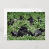 マウンテンゴリラ群はがき ポストカード (正面/裏面)