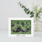 マウンテンゴリラ群白縁ど休日 シーズンポストカード (スタンド正面)