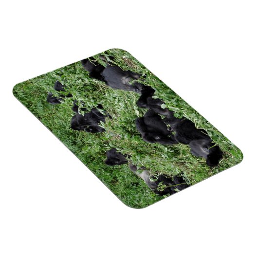 マウンテンゴリラ群長方形フォトマグネット マグネット (右側)