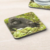 マウンテンゴリラ、ゴリラberingei(旧G. コースター (左側)