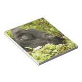 マウンテンゴリラ、ゴリラberingei(旧G. ノートパッド (アングル)