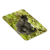 マウンテンゴリラ、ゴリラberingei(旧G. マグネット (右側)