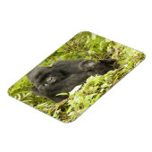 マウンテンゴリラ、ゴリラberingei(旧G. マグネット (左側)