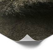 マウンテンゴリラ、ゴリラberingei beringei、 ポスター (角)