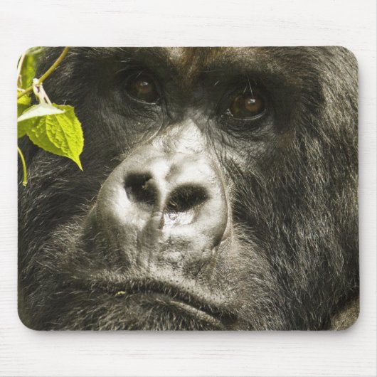 マウンテンゴリラ、ゴリラberingei beringei、 マウスパッド (正面)