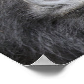 マウンテンゴリラ ポスター (角)