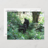 マウンテンゴリラ ポストカード (正面/裏面)