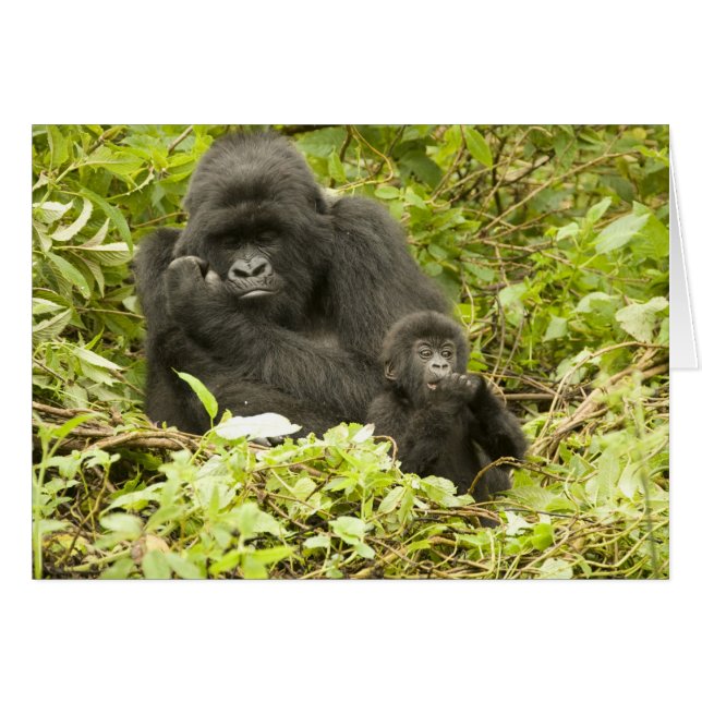マウンテンゴリラ, Gorilla beringei (以前はG. (正面横)