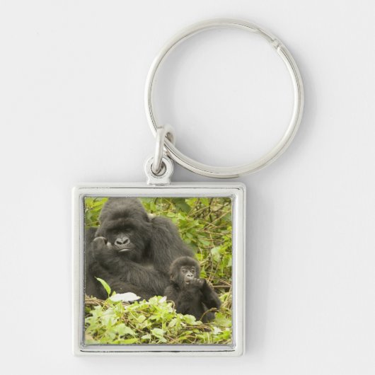マウンテンゴリラ, Gorilla beringei (以前はG. キーホルダー (正面)