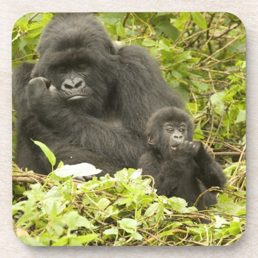 マウンテンゴリラ, Gorilla beringei (以前はG. コースター (正面)