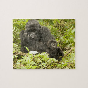 マウンテンゴリラ, Gorilla beringei (以前はG. ジグソーパズル