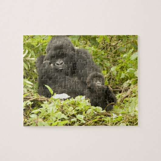 マウンテンゴリラ, Gorilla beringei (以前はG. ジグソーパズル (横)