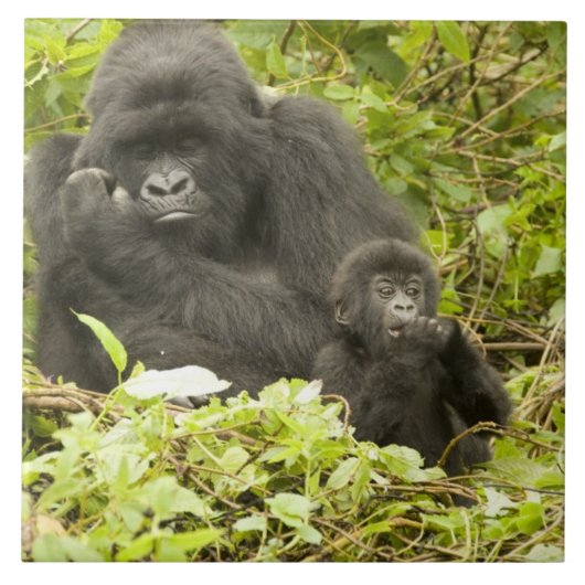 マウンテンゴリラ, Gorilla beringei (以前はG. タイル (正面)