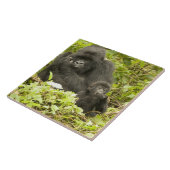 マウンテンゴリラ, Gorilla beringei (以前はG. タイル (側面)