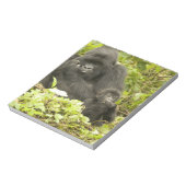 マウンテンゴリラ, Gorilla beringei (以前はG. ノートパッド (回転)