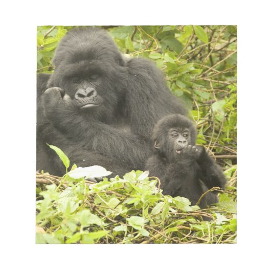 マウンテンゴリラ, Gorilla beringei (以前はG. ノートパッド (正面)