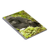 マウンテンゴリラ, Gorilla beringei (以前はG. ノートブック (右側)