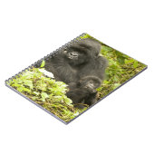 マウンテンゴリラ, Gorilla beringei (以前はG. ノートブック (左側)