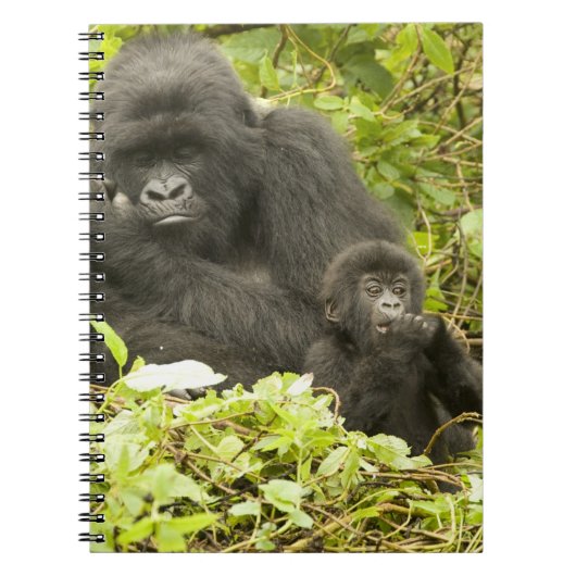 マウンテンゴリラ, Gorilla beringei (以前はG. ノートブック (正面)