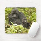 マウンテンゴリラ, Gorilla beringei (以前はG. マウスパッド (マウス)