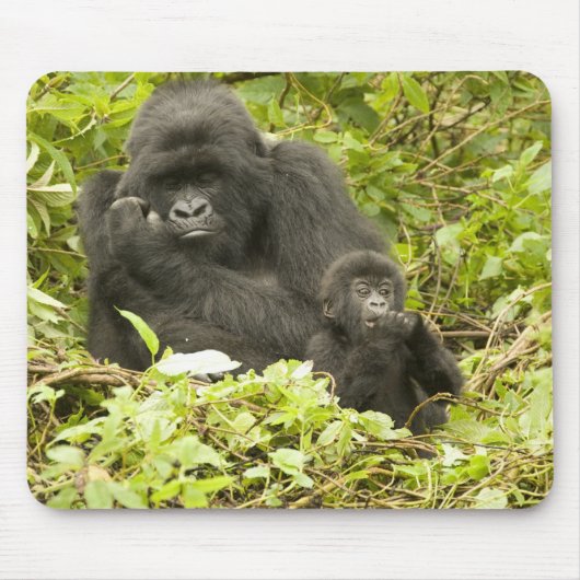 マウンテンゴリラ, Gorilla beringei (以前はG. マウスパッド (正面)