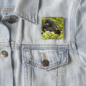 マウンテンゴリラ、Gorilla beringei (以前はG. 缶バッジ (インサイチュ)
