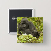 マウンテンゴリラ、Gorilla beringei (以前はG. 缶バッジ (正面&裏面)