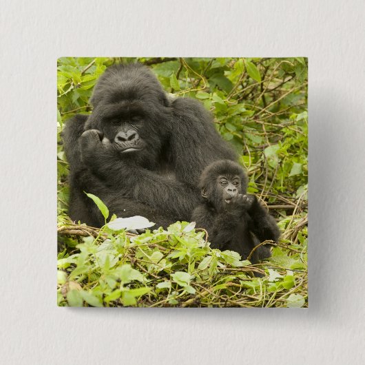 マウンテンゴリラ、Gorilla beringei (以前はG. 缶バッジ (正面)
