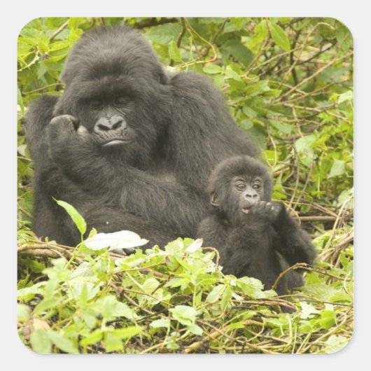 マウンテンゴリラ、Gorilla beringei (旧G. スクエアシール (正面)