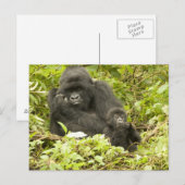 マウンテンゴリラ、Gorilla beringei (旧G. ポストカード (正面/裏面)