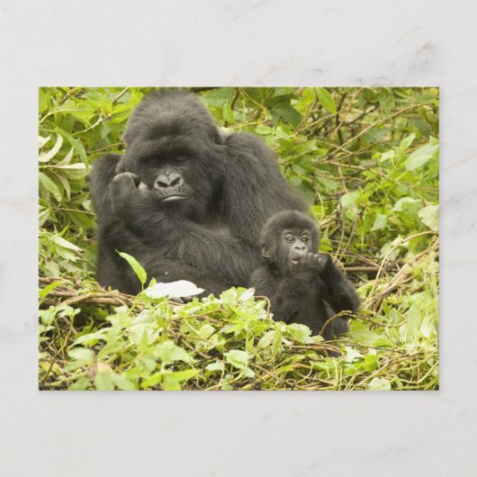 マウンテンゴリラ、Gorilla beringei (旧G. ポストカード (正面)