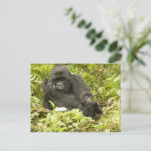 マウンテンゴリラ、Gorilla beringei (旧G. ポストカード (スタンド正面)