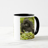 マウンテンゴリラ、Gorilla beringei (旧G. マグカップ (正面右)