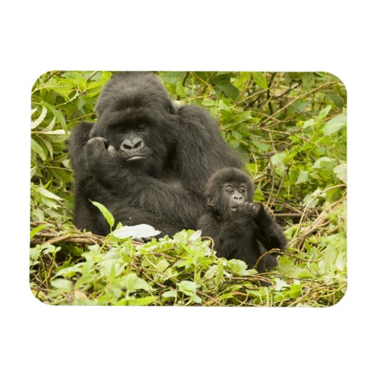 マウンテンゴリラ、Gorilla beringei (旧G. マグネット (横)