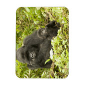 マウンテンゴリラ、Gorilla beringei (旧G. マグネット (縦)