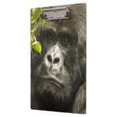 マウンテンゴリラ, Gorilla beringei beringei, クリップボード (左)