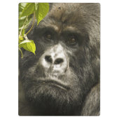 マウンテンゴリラ, Gorilla beringei beringei, クリップボード (裏面)
