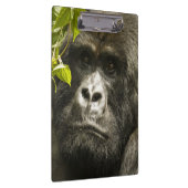 マウンテンゴリラ, Gorilla beringei beringei, クリップボード (右)