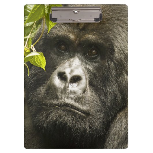 マウンテンゴリラ, Gorilla beringei beringei, クリップボード (正面)