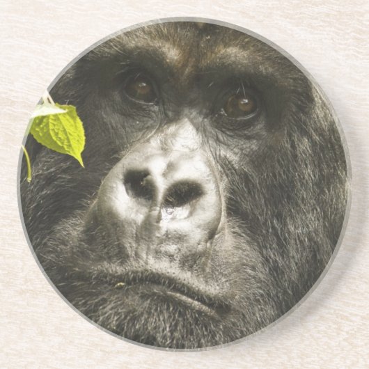 マウンテンゴリラ, Gorilla beringei beringei, コースター (正面)