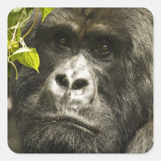 マウンテンゴリラ, Gorilla beringei beringei, スクエアシール (正面)