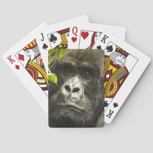 マウンテンゴリラ, Gorilla beringei beringei, トランプ (裏面)