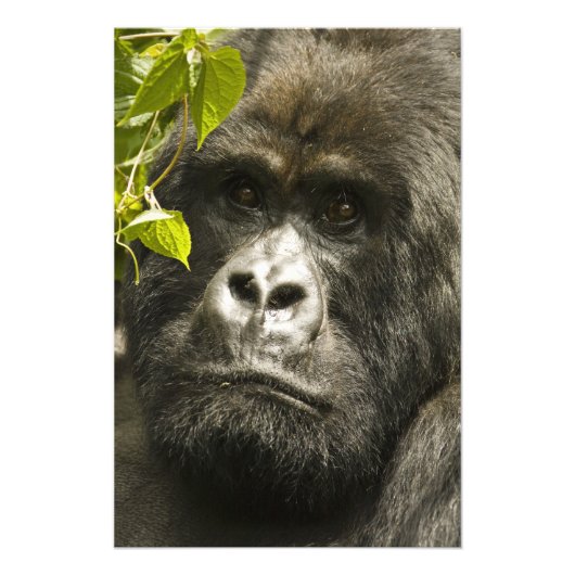 マウンテンゴリラ, Gorilla beringei beringei, フォトプリント (正面)