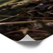 マウンテンゴリラ | Gorilla Beringei Beringei ポスター (角)